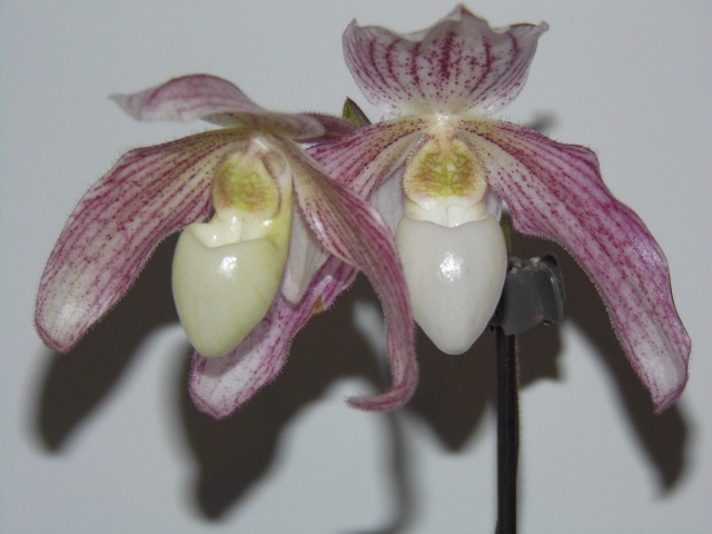 Paphiopedilum Vipanii (philippinense x niveum)