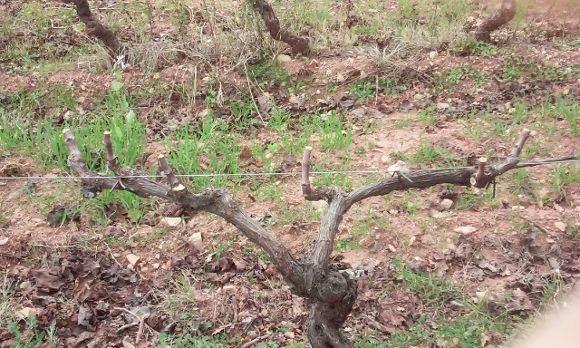 taille de vigne 8kx7nl
