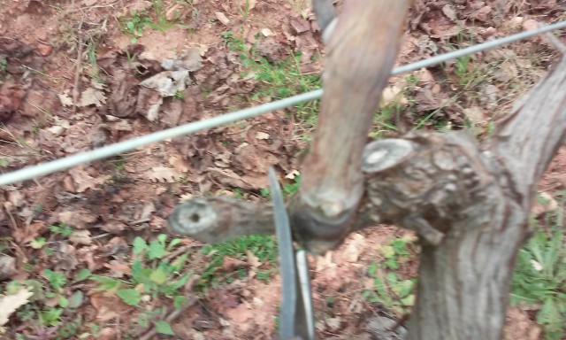 taille de vigne 8ys0k5