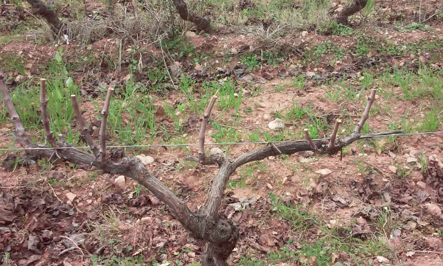 taille de vigne 9h3gip