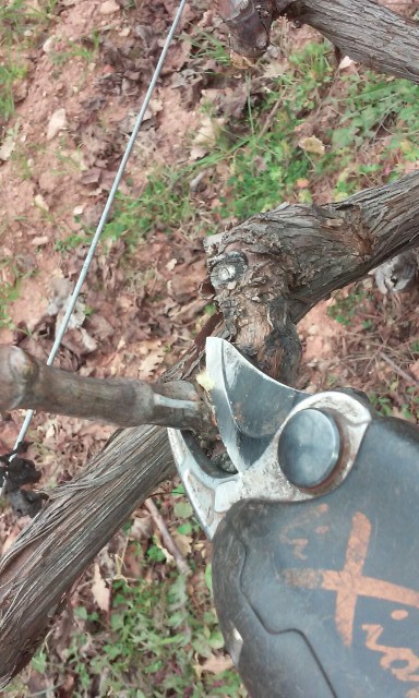 taille de vigne Djefqm