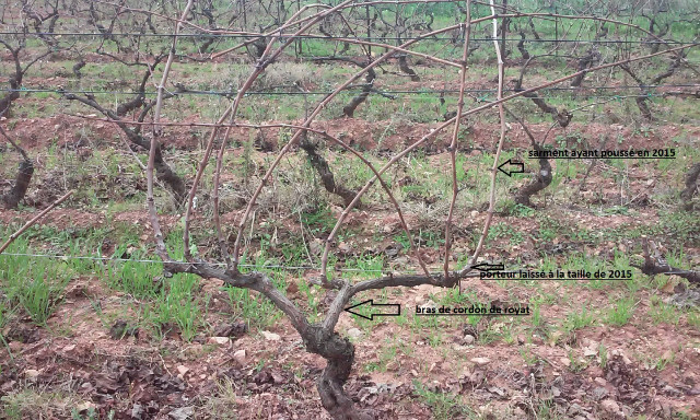taille de vigne E7376o