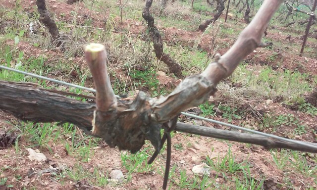 taille de vigne H1wv5a