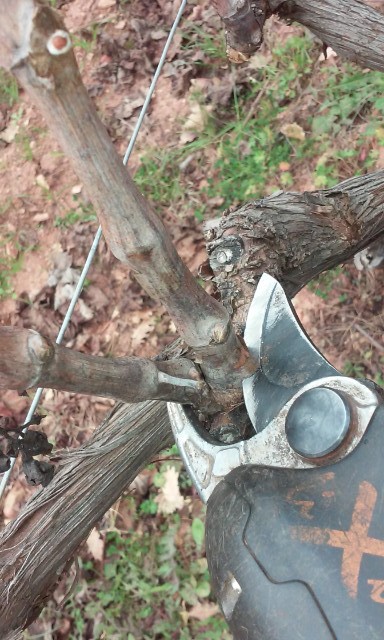 taille de vigne M5d8ye