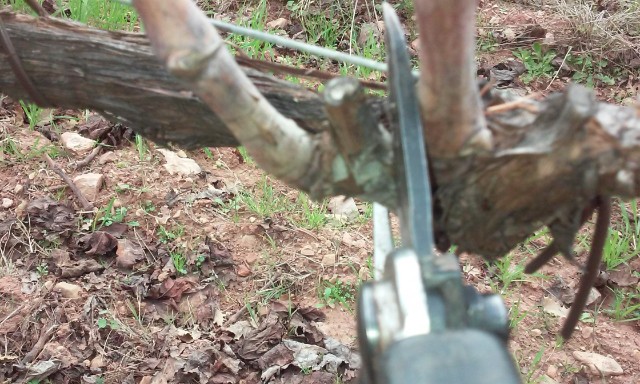 taille de vigne Mptiqv