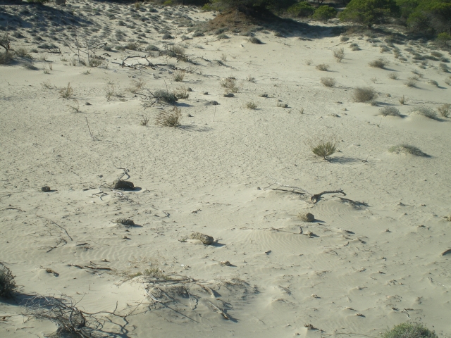 1./625, Espiguette (Grau du Roi (Camargue), 30) Mupsuo
