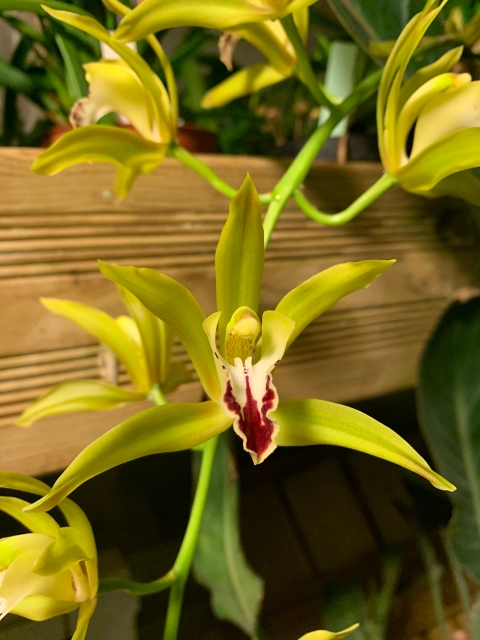 Cymbidium Lowgrinum (lowianum x tigrinum) 3ktdrt