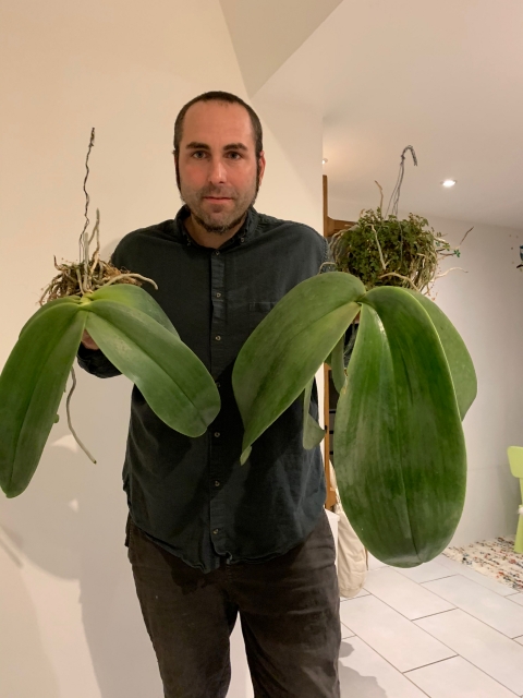 Phalaenopsis gigantea 4v8s6y