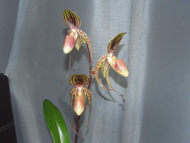 Paphiopedilum Asendorfer Gigant ( gigantifolium x M.Koopowitz) 6ufupo