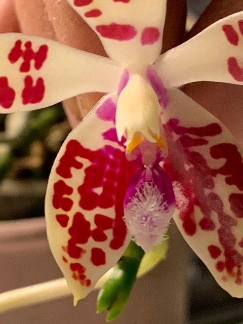 Phalaenopsis corningiana 9at1qp
