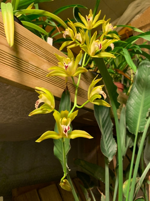 Cymbidium Lowgrinum (lowianum x tigrinum) A0ldku