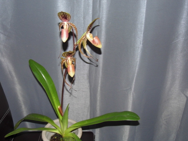 Paphiopedilum Asendorfer Gigant ( gigantifolium x M.Koopowitz) A90b3d