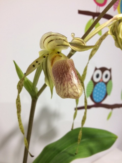 Paphiopedilum platyphyllum Edml34