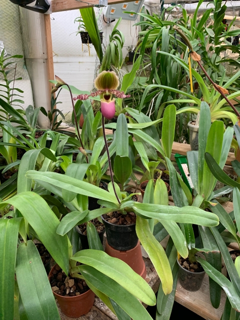 Paphiopedilum glaucophyllum Encv3h