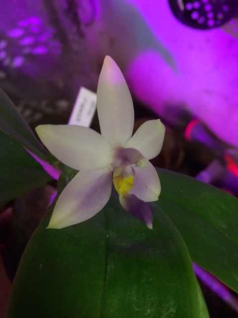 Phalaenopsis violacea f. coerulea  Fit0jw