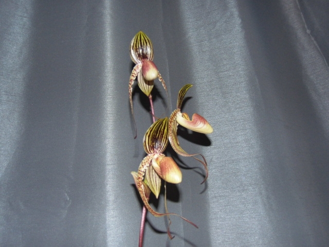 Paphiopedilum Asendorfer Gigant ( gigantifolium x M.Koopowitz) Gk4zl8