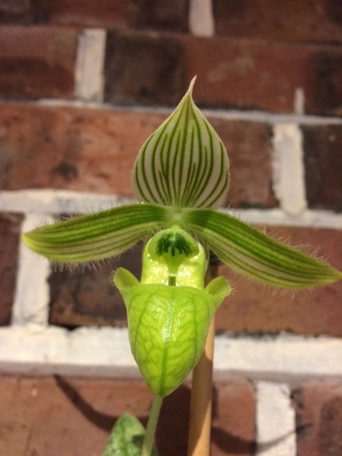 Paphiopedilum wardii forme alboviride Go0o8g