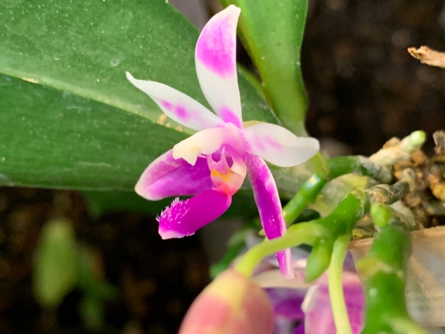 Phalaenopsis modesta Gt365v