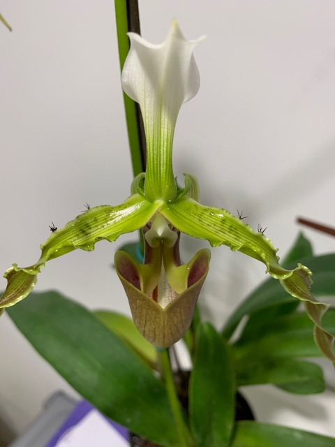 Paphiopedilum dianthum n°3 Gugw2x