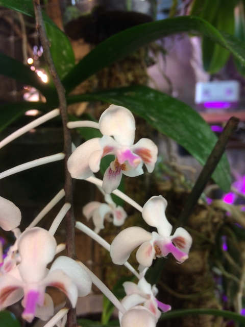 Phalaenopsis celebensis  Iu2fav