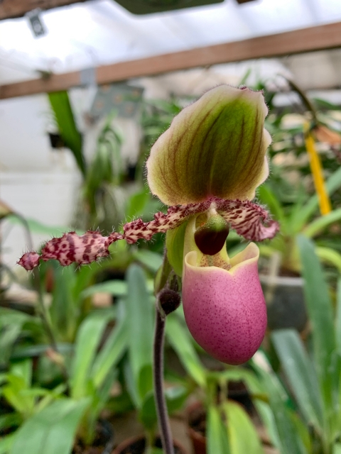 Paphiopedilum glaucophyllum J67um7