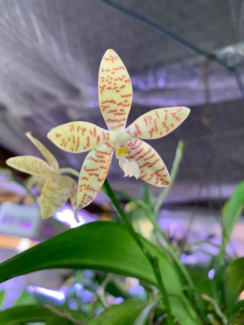 Phalaenopsis pallens Kg2mu0