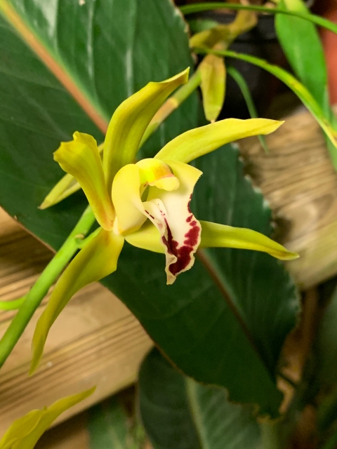 Cymbidium Lowgrinum (lowianum x tigrinum) Lkwla8