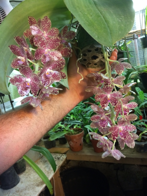 Phalaenopsis gigantea Mpg0ko
