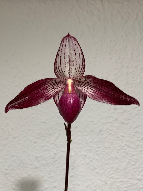 Paphiopedilum Delrosi ( P. rothschildianum ''nez rouge'' x P. delenatii forme vinicolor ) N35wtf