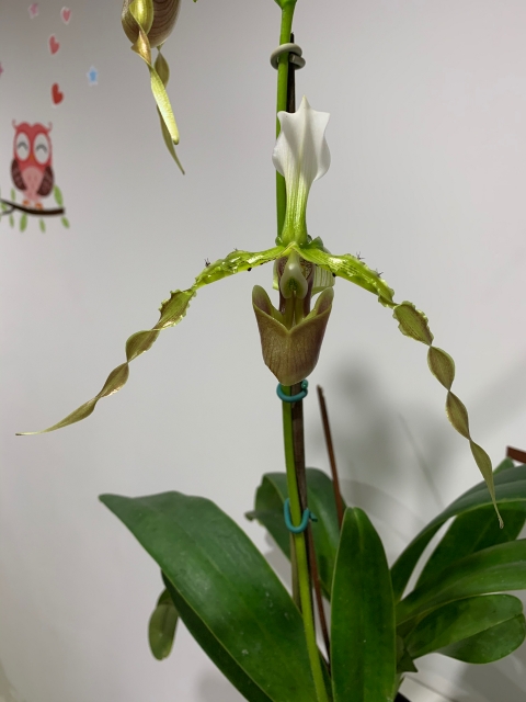 Paphiopedilum dianthum n°3 Oel5mg