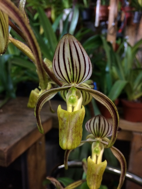 Paphiopedilum randsii Ottvwz