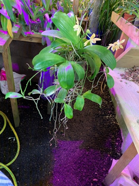 Phalaenopsis pallens Oufgng