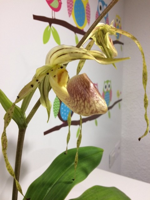 Paphiopedilum platyphyllum Q9sfev