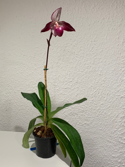 Paphiopedilum Delrosi ( P. rothschildianum ''nez rouge'' x P. delenatii forme vinicolor ) Rm1qcl