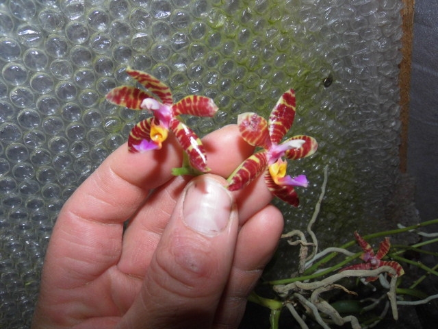 Phalaenopsis pulchra x fasciata Rnkgem