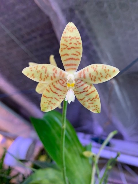 Phalaenopsis pallens Rsakq6