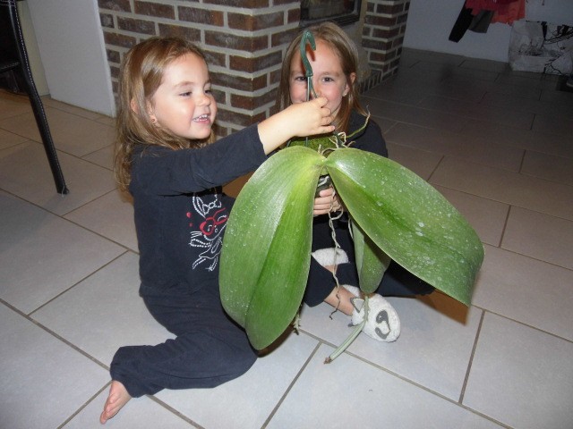 Phalaenopsis gigantea U2ktvq