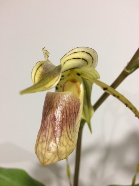 Paphiopedilum platyphyllum U7g16w