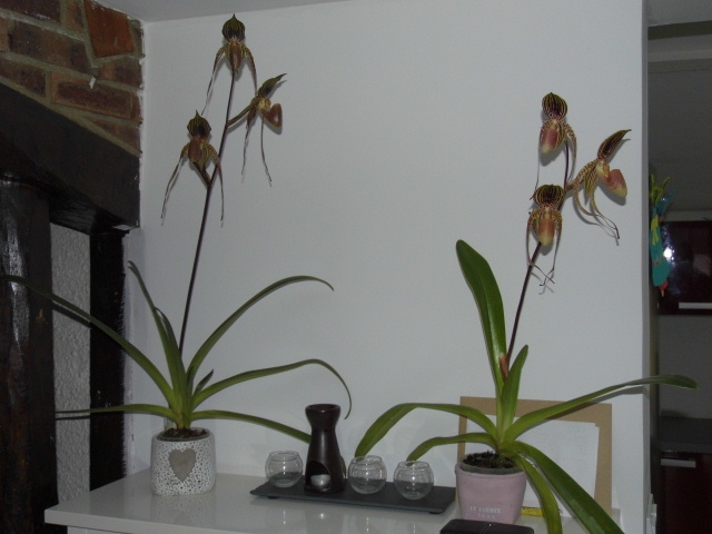 Paphiopedilum Asendorfer Gigant ( gigantifolium x M.Koopowitz) Vpx64c