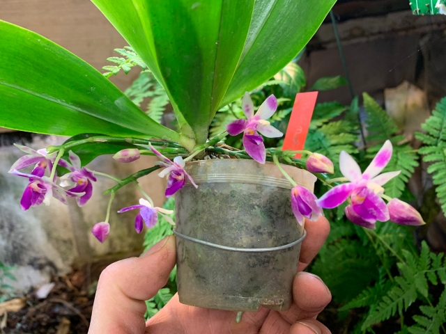 Phalaenopsis modesta Wa5ift