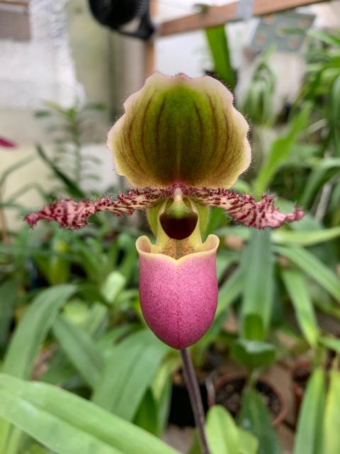 Paphiopedilum glaucophyllum Wxp4pc