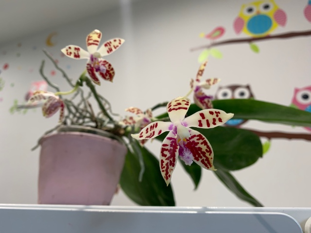 Phalaenopsis corningiana X99wz7