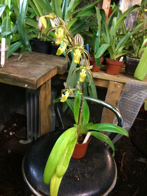 Paphiopedilum randsii Yatvro