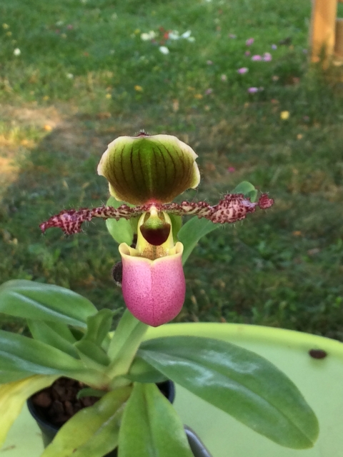 Paphiopedilum glaucophyllum Z63c9m