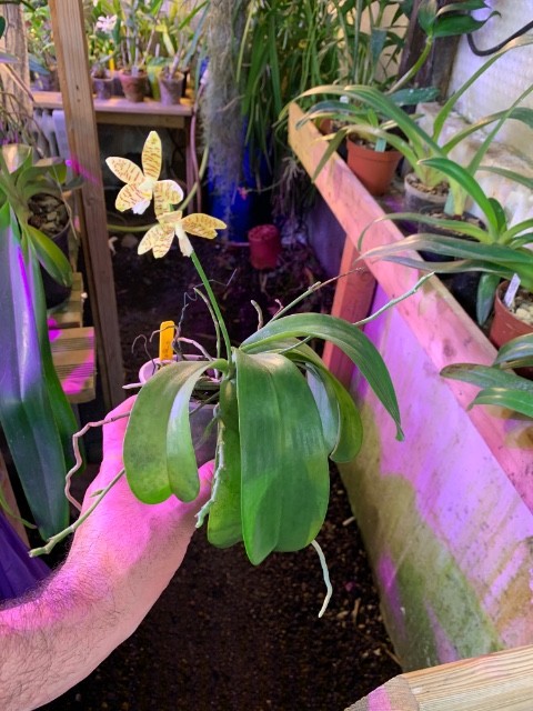 Phalaenopsis pallens Z90htn