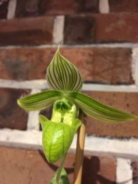 Paphiopedilum wardii forme alboviride Zbczn8