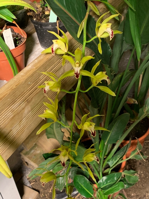 Cymbidium Lowgrinum (lowianum x tigrinum) Zcrmvy