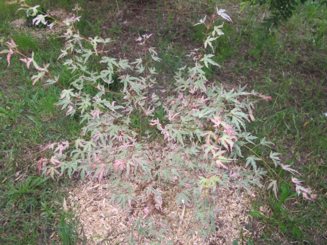 Acer palmatum "Taylor" Nspwka